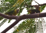 Meek's Pygmy Parrot